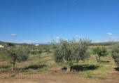 Xalet independent amb terreny en venda a la España, Huércal-Overa, ref.: TR402932 foto