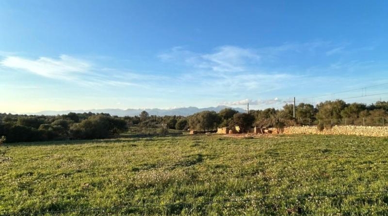 Balearic Islands - Sineu - 18500m2