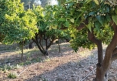 Finca rústica en venta en la España, Pego, ref: TR395057 foto