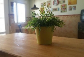 Foto 7