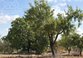 Detached villa with land for sale on España, Almonte, ref: TR408570 photo
