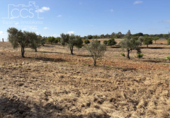 Detached villa with land for sale on España, Almonte, ref: TR408570 photo