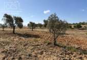 Detached villa with land for sale on España, Almonte, ref: TR408570 photo