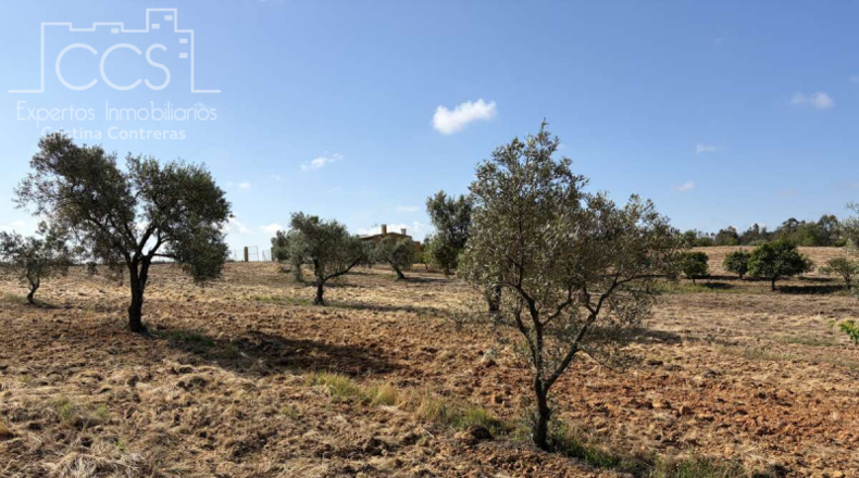 Huelva - Almonte - 15907m2