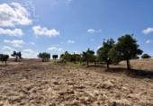 Detached villa with land for sale on España, Almonte, ref: TR408570 photo