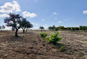 Almonte 15907&nbsp;m²
