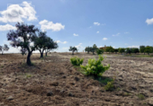 Detached villa with land for sale on España, Almonte, ref: TR408570 photo