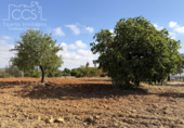 Detached villa with land for sale on España, Almonte, ref: TR408570 photo