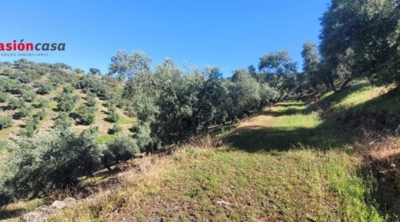 Córdoba - Pozoblanco - 137000m2