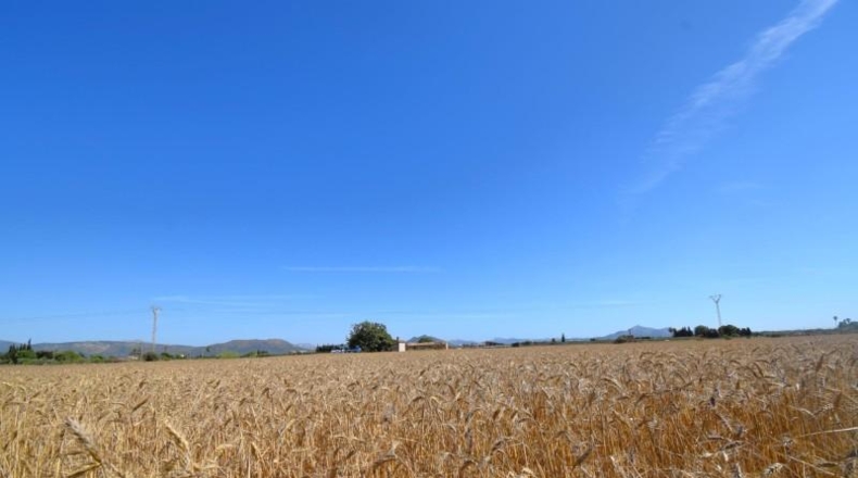 Islas Baleares - Muro - 15324m2