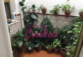 Casa de poble en venda a la España, Alcolea, ref.: TR294966 foto