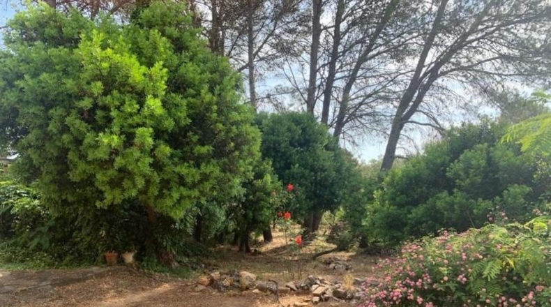 Valencia - Villalonga - 650m2