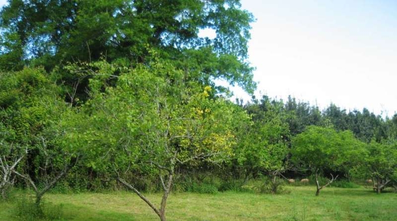 Cantabria - Novales - 20960m2