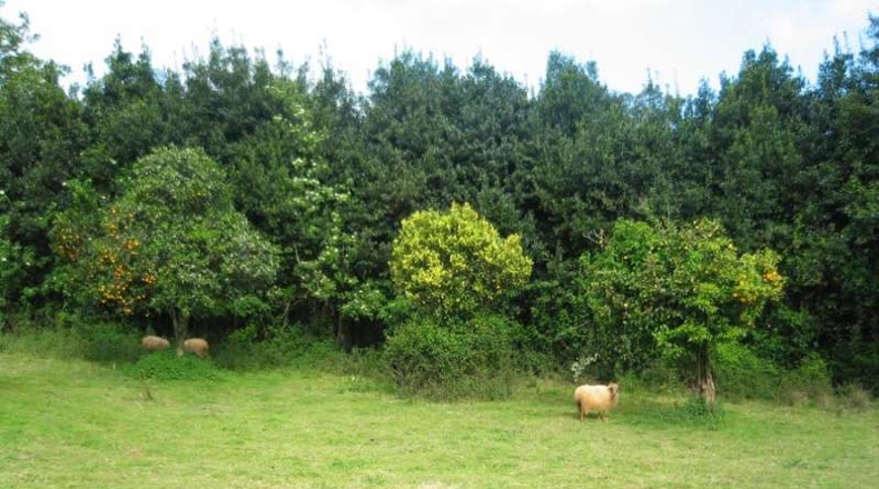 Cantabria - Novales - 20960m2