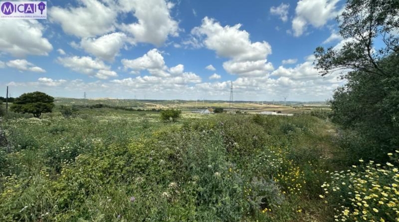 Cádiz - Medina Sidonia - 40000m2