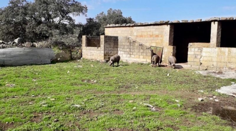 Córdoba - Fuente Obejuna - 257600m2