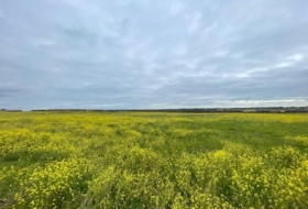 Arroyo de la Luz 27500&nbsp;m² 