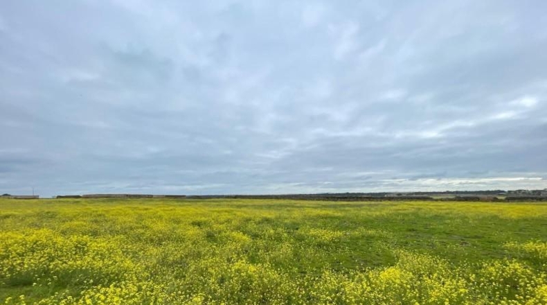 Cáceres - Arroyo de la Luz - 27500m2