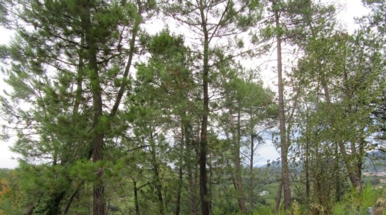 Barcelona - Sant Celoni - 2128m2