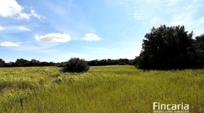 Balearic Islands - Felanitx - 15171m2
