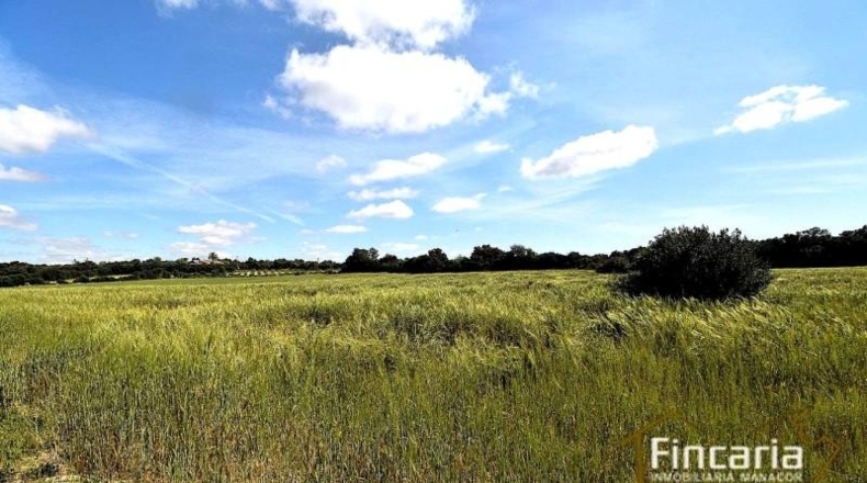 Balearic Islands - Felanitx - 15171m2
