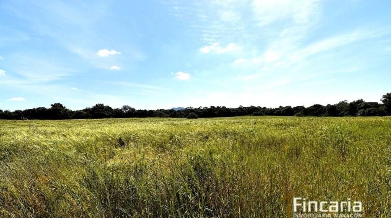 Balearic Islands - Felanitx - 15171m2
