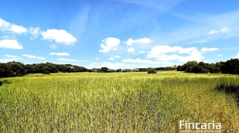 Balearic Islands - Felanitx - 15171m2