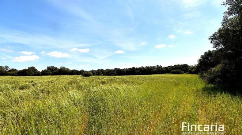 Balearic Islands - Felanitx - 15171m2