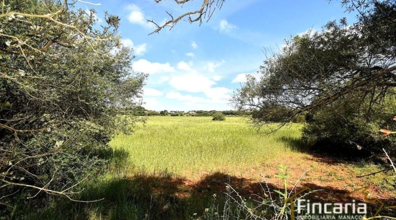 Balearic Islands - Felanitx - 15171m2