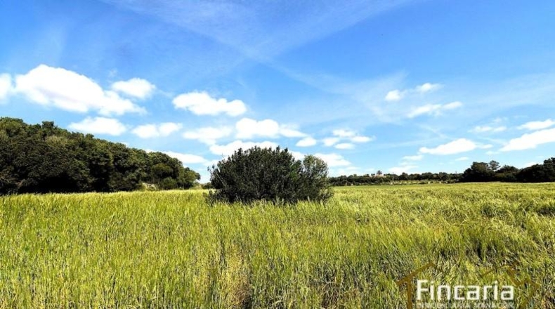 Balearic Islands - Felanitx - 15171m2