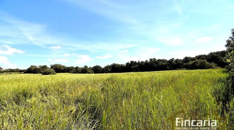 Balearic Islands - Felanitx - 15171m2