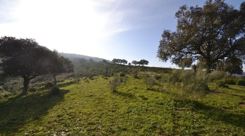 Caceres - Plasencia - 159810m2