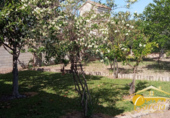 Chalet independiente con terreno en venta en la España, Mérida, ref: TR138428 foto