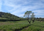 Chalet independiente con terreno en venta en la España, Fuentespalda, ref: TR409696 foto