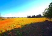 Chalet independiente con terreno en venta en la España, Muro, ref: TR158738 foto
