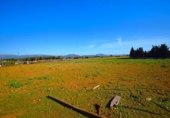 Chalet independiente con terreno en venta en la España, Muro, ref: TR158738 foto