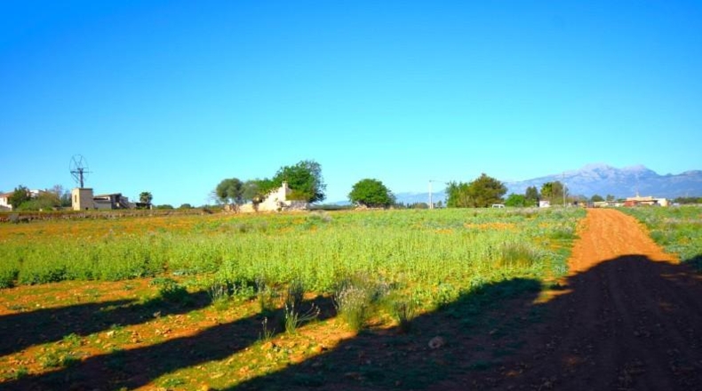 Islas Baleares - Muro - 15667m2
