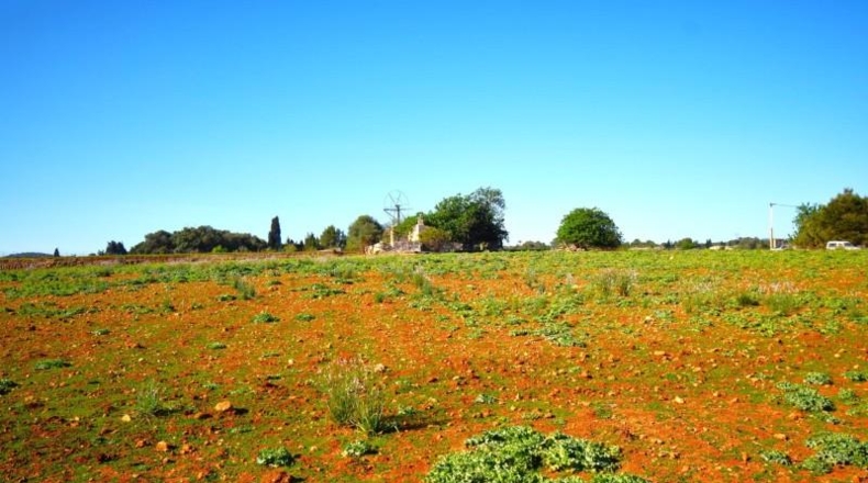 Islas Baleares - Muro - 15667m2