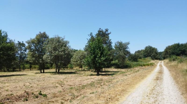 Orense - Celanova - 8796m2