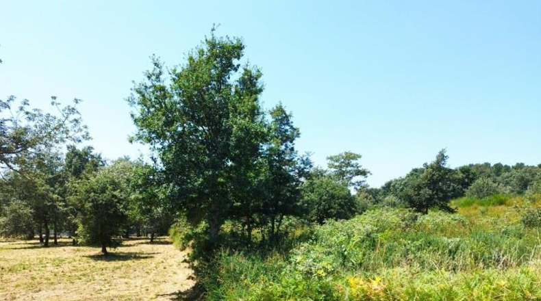 Orense - Celanova - 8796m2
