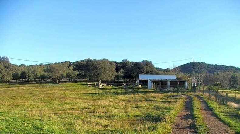 Sevilla - El Pedroso - 112286m2