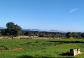 Terreno no urbanizable en venta en la España, Llubí, ref: TR116420 foto