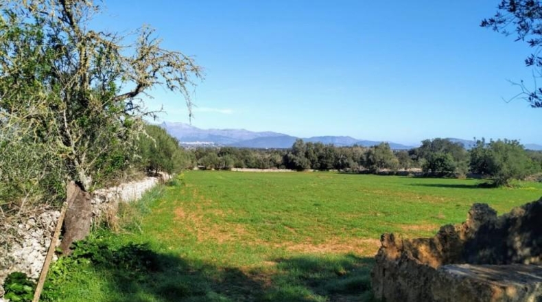 Balearic Islands - Llubí - 30000m2