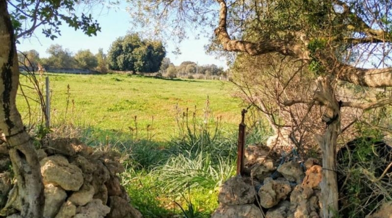 Balearic Islands - Llubí - 30000m2