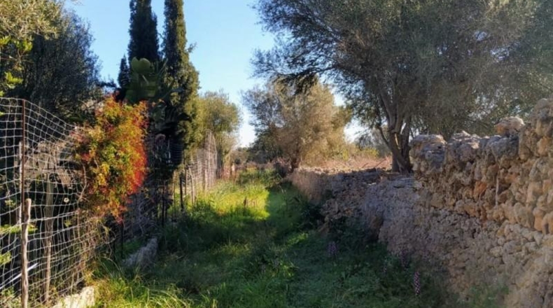 Balearic Islands - Llubí - 30000m2