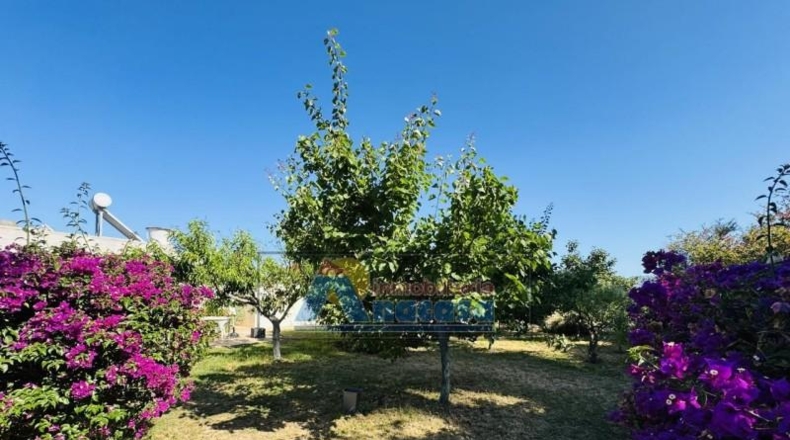 Valencia - Oliva - 1270m2