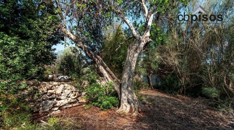 Balearic Islands - Porreras - 70m2