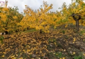 Terreno no urbanizable en venta en la España, Güéjar Sierra, ref: TR365396 foto