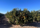 Земля на продажу у города Llíria Фото