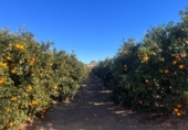 Земля на продажу у города Llíria Фото